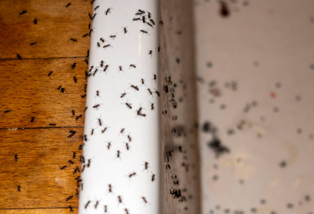 Best Pest Prevention Services  in Bloomingdale, NJ